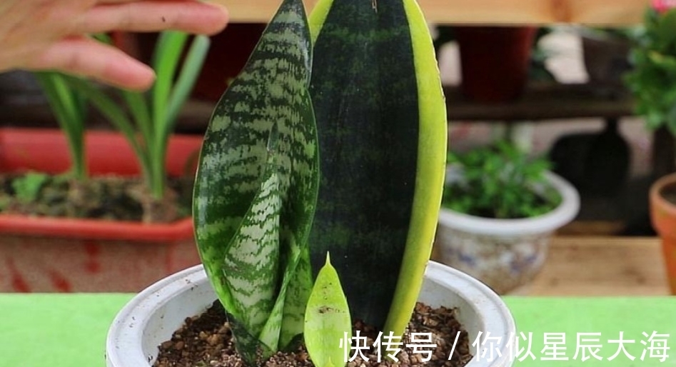 养花|虎皮兰不长新叶子,在花盆里埋点“小东西”,开春呼呼冒新芽