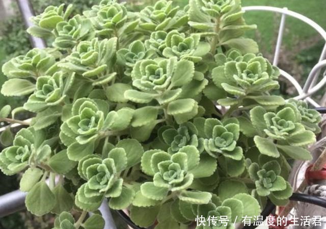 客厅异味重不用喷香水,放上“1种花”,一整年有“香气”,值!