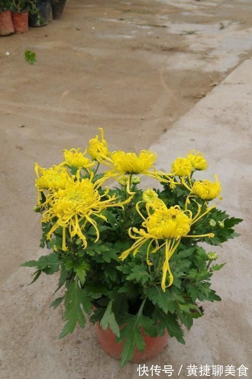 这两种花开过了，抓紧时间剪一剪，再等两个月又能开花