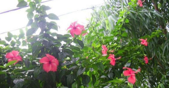 这五种花可以四季常开，一养就爆盆，而且常盛不衰，绝对不容错过