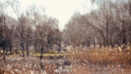 蒲棒|意境太美！暖阳下的蒲棒飞絮如飘雪