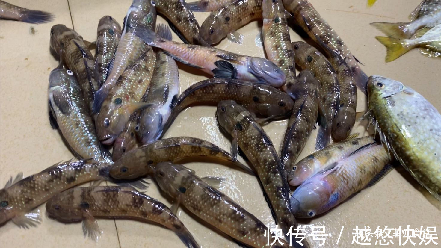 黄鱼|海鲜市场这5种鱼，别看不起眼，都是纯海鱼，营养价值高，别不懂