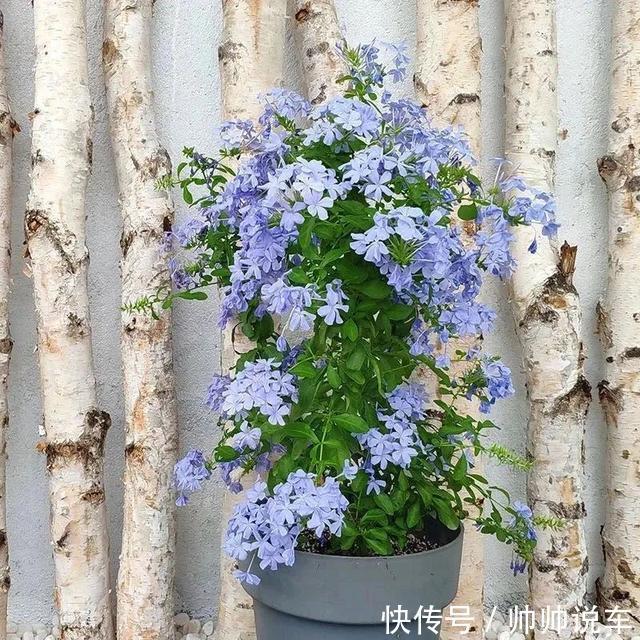 飘香藤|最爱晒太阳的8种花,越晒开花越多,阳台养几盆,开花成海