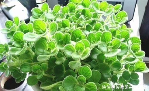 叶片|家里养盆这个花,全身上下带“香气”,能吃能泡茶,驱虫小清新!