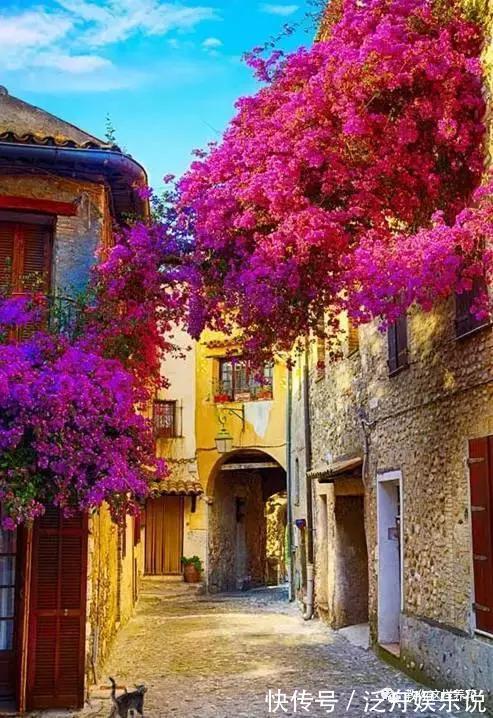 托盘|3种花太贵,别再买了,剪几个枝就能扦插几十盆!