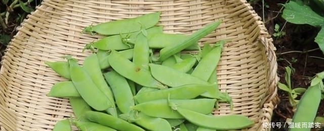 4月,吃牛肉不如吃這3種豆,口感營養(yǎng)最佳期,孩子多吃聰明長個快