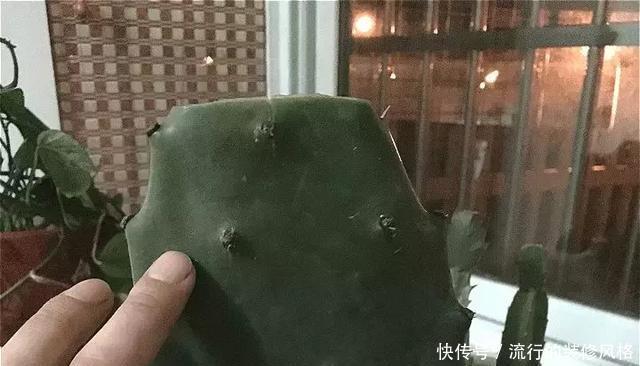 蟹爪兰喝点它,秋天连开100朵,叶子肥得直滴油