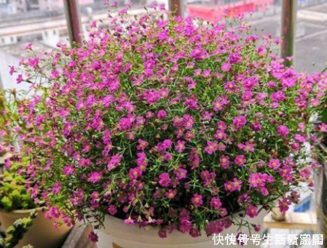 最适合新手养的5种花，沾土就能活，花量大不操心，越养越喜欢