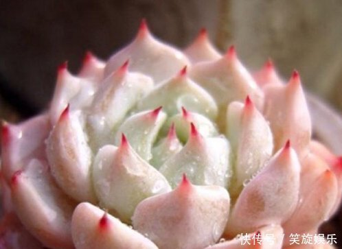 怎样让多肉植物变成小胖子做好一件事就够了