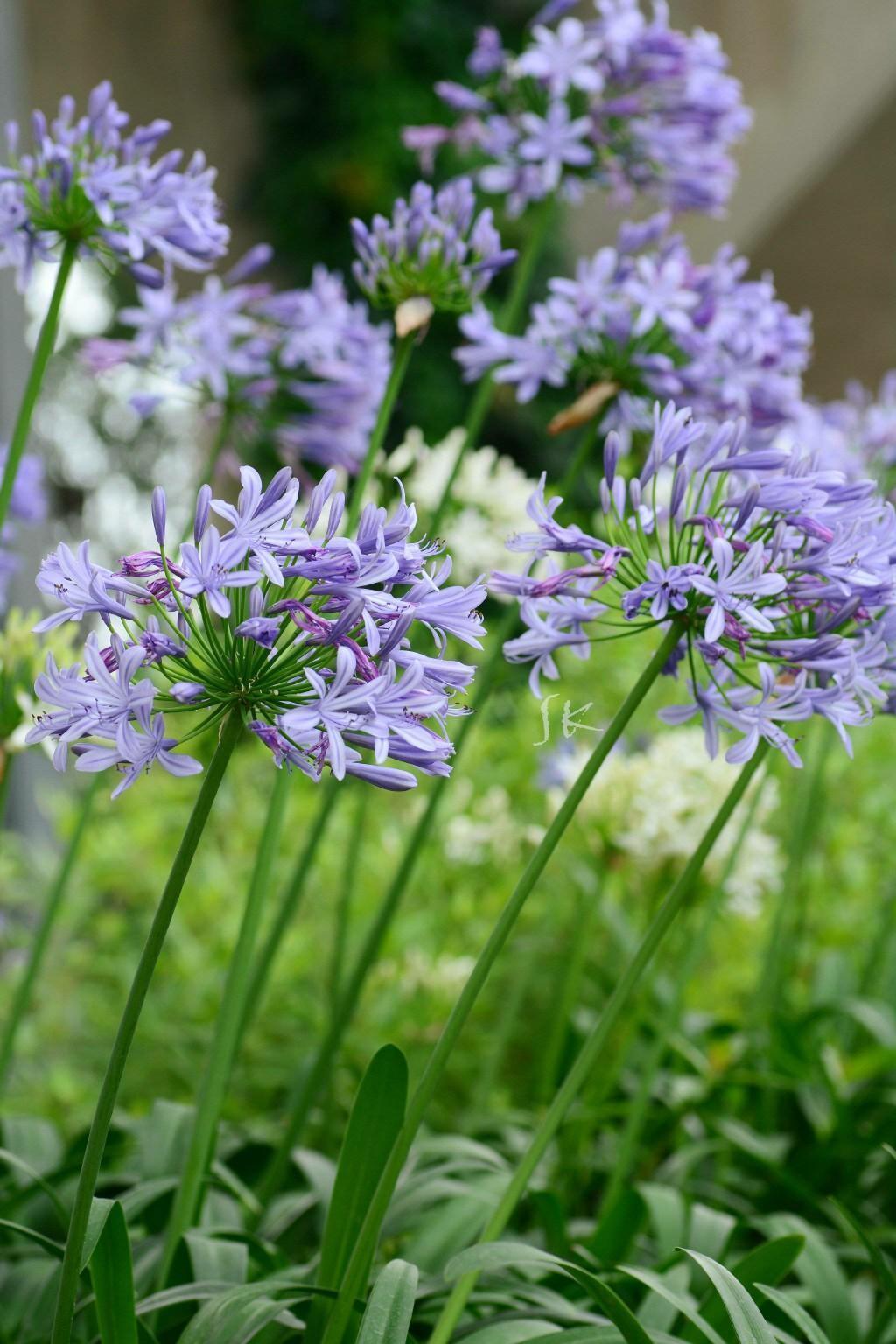 四月种上的球根植株 五月开花 你喜欢吗 粉紫色 四月种上的球根植株 五月开花 你喜欢吗 粉紫色