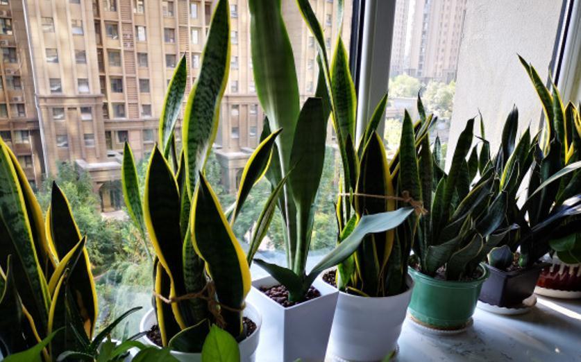 冬天的6种室内盆栽，“懒养”最合适，“勤养”反而容易出问题