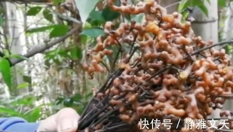 果实|山里“4种”野果子,以前砍柴时吃到吐,如今满山找不到1棵,可惜