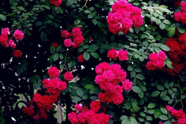 这花，比栀子花香，比牡丹花艳，家里养一盆，赏花闻香“一整年”