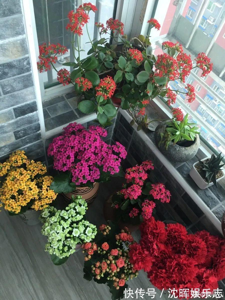 非洲堇|这花送人,只用送一片叶子,插土就活不心疼!