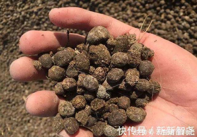 羊粪养花好?3个害处不知道,越养越心烦,还很容易养死