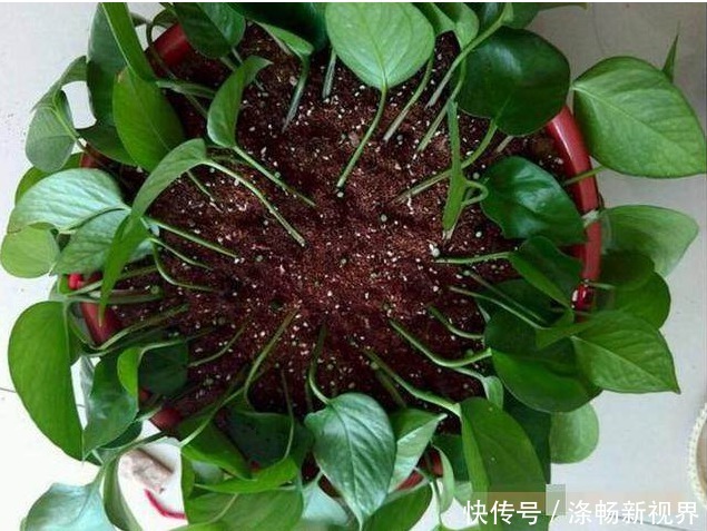 夏天|夏天扦插绿萝,就用3种方法,1个月爆满盆!几乎人人都在养