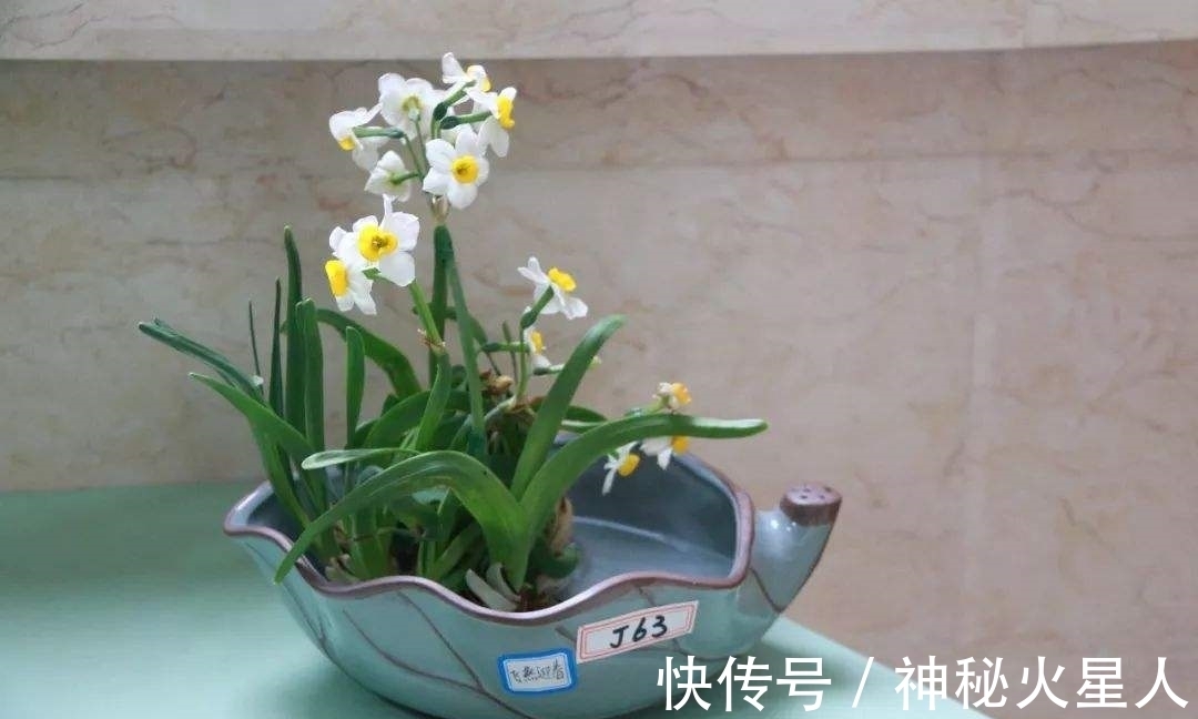 家里养这12种花，每个月开一种花，一整年都有花看