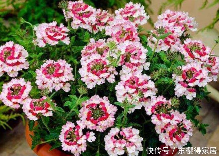 4种花养家里,福旺运旺财更旺,花朵迷人,阵阵花香