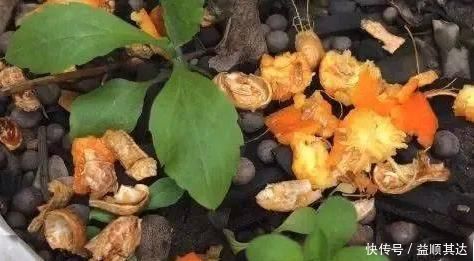 花盆|养花离不开花肥，怎么正确发酵花生壳？一共三步，一步不能少