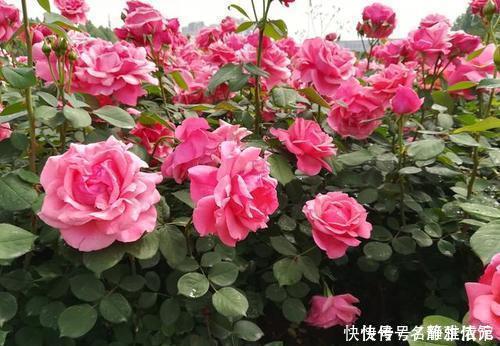 冬天也能扦插花,4种漂亮花,剪个枝插土里,明年一盆变多盆!