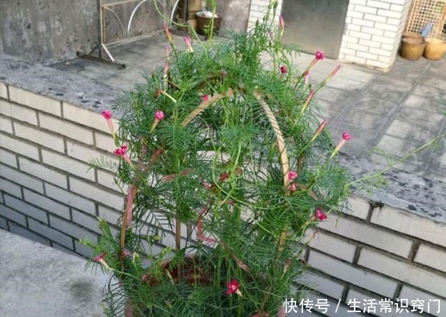 撒下一颗小小的种子,能开出一百多朵的花,太美太好养了!