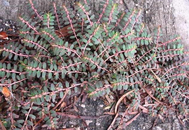 皮肤瘙痒|农村的一种“止痒神草”，专治蚊蝇叮咬，今天涂，明天好
