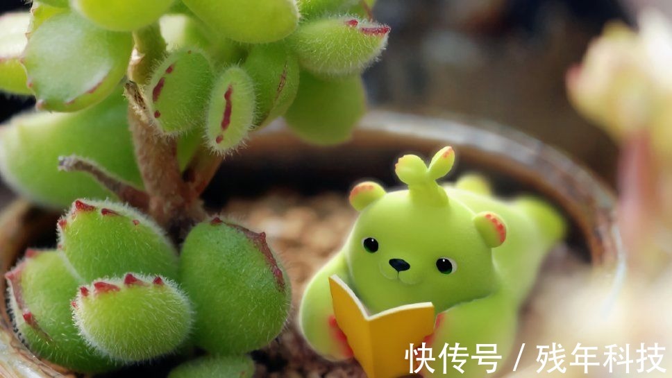 七款适合女生的多肉植物,便宜皮实好养护,易出状态颜值高