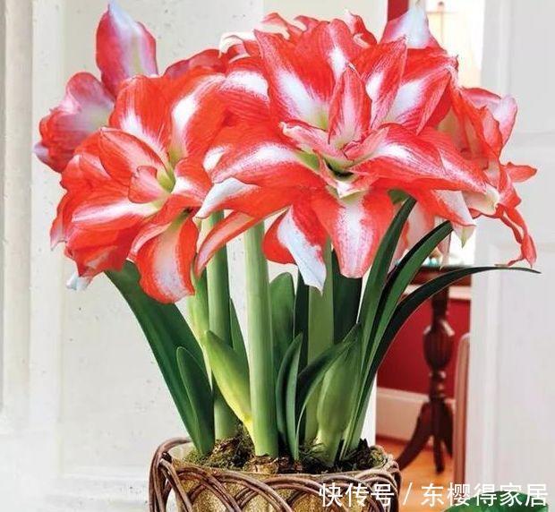 自带“贵气”的3种花,养家里1盆,开花富贵、阳台变成小花园!