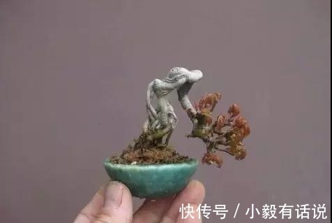 微型盆景越来越受欢迎，这里是它们的“集中营”，都是你想知道的