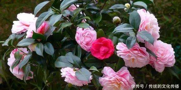 十一前后养3种花,冬天能看雪赏花!十一前后养3种花,冬天能看雪赏花!