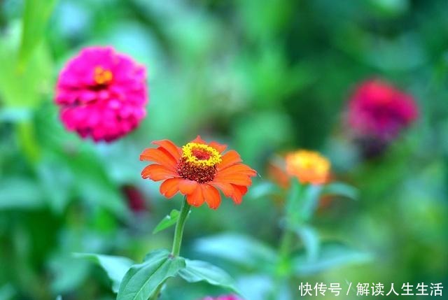 现在3种花再好看也不买，都是“夏必死”，越养越伤心！