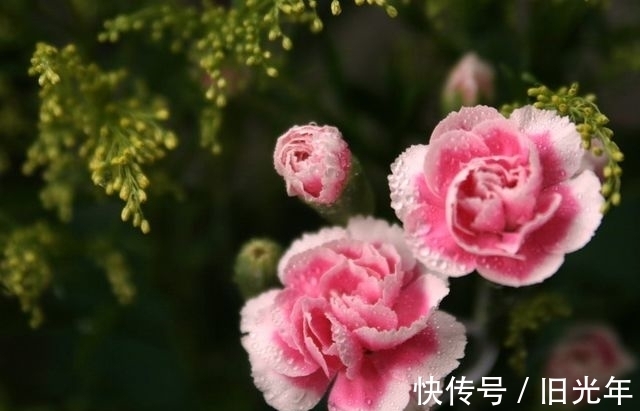 康乃馨|冬月大雪后，养什么花？以下3种花，寓意福临小院四季常安