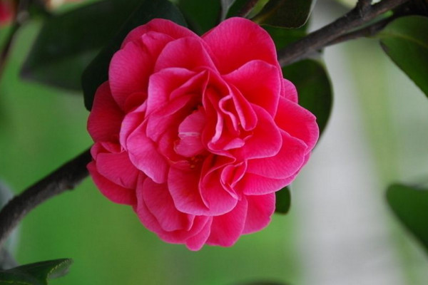 茶花#此花花姿丰盈,端庄高雅,有着自己的独特风姿,寓意着理想的爱情