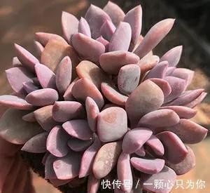 养多肉选黛比，全年保持紫红色，秋季繁殖很轻松，一盆变多盆