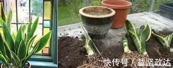 浇水|花卉换盆时,这些没做好,就等于白换了