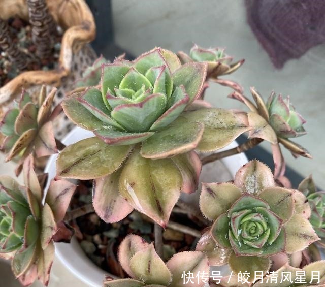 度夏|绿了也是心头肉，开始为度夏担忧！