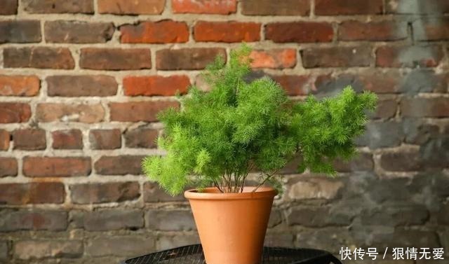 文竹、武竹和松叶武竹三“兄弟”,颜值高,哪种养护难度高!