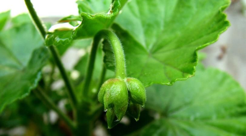 枯萎|天竺葵叶子明显枯萎？知道这些点，轻松养好天竺葵