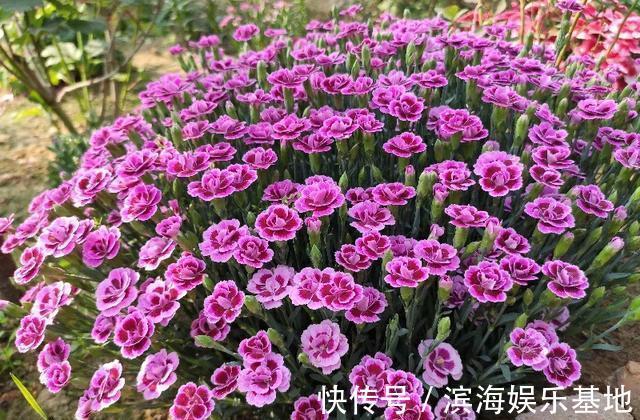 养花|7种“垃圾”不是废物,泡一下水,肥的流油,养花一级棒