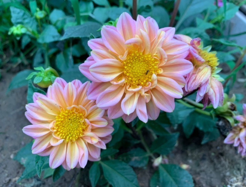 世界上品种最多的植物,没有之一,光路边就有20多种!