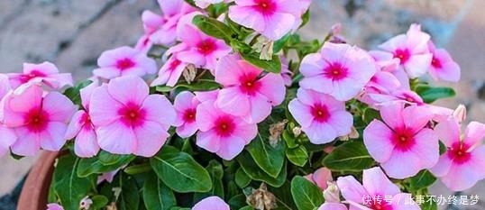 懒人|最适合懒人养护的这些花,不用费心养护,就可花开繁盛!