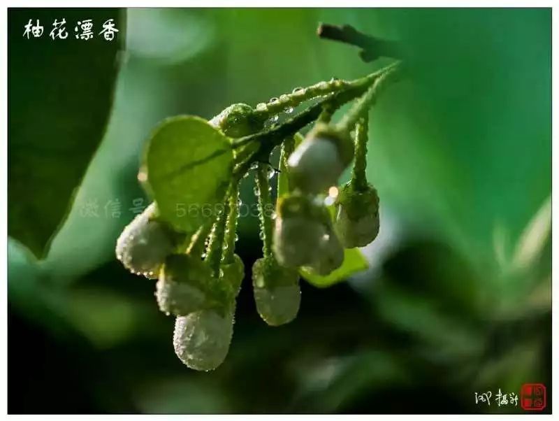 穿过春分到清明 来平和邂逅一场柚子花的浪漫！