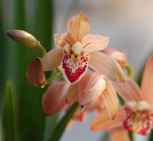  持久|最物美价廉的4款兰花，香味持久，花大色艳，每款都是精品