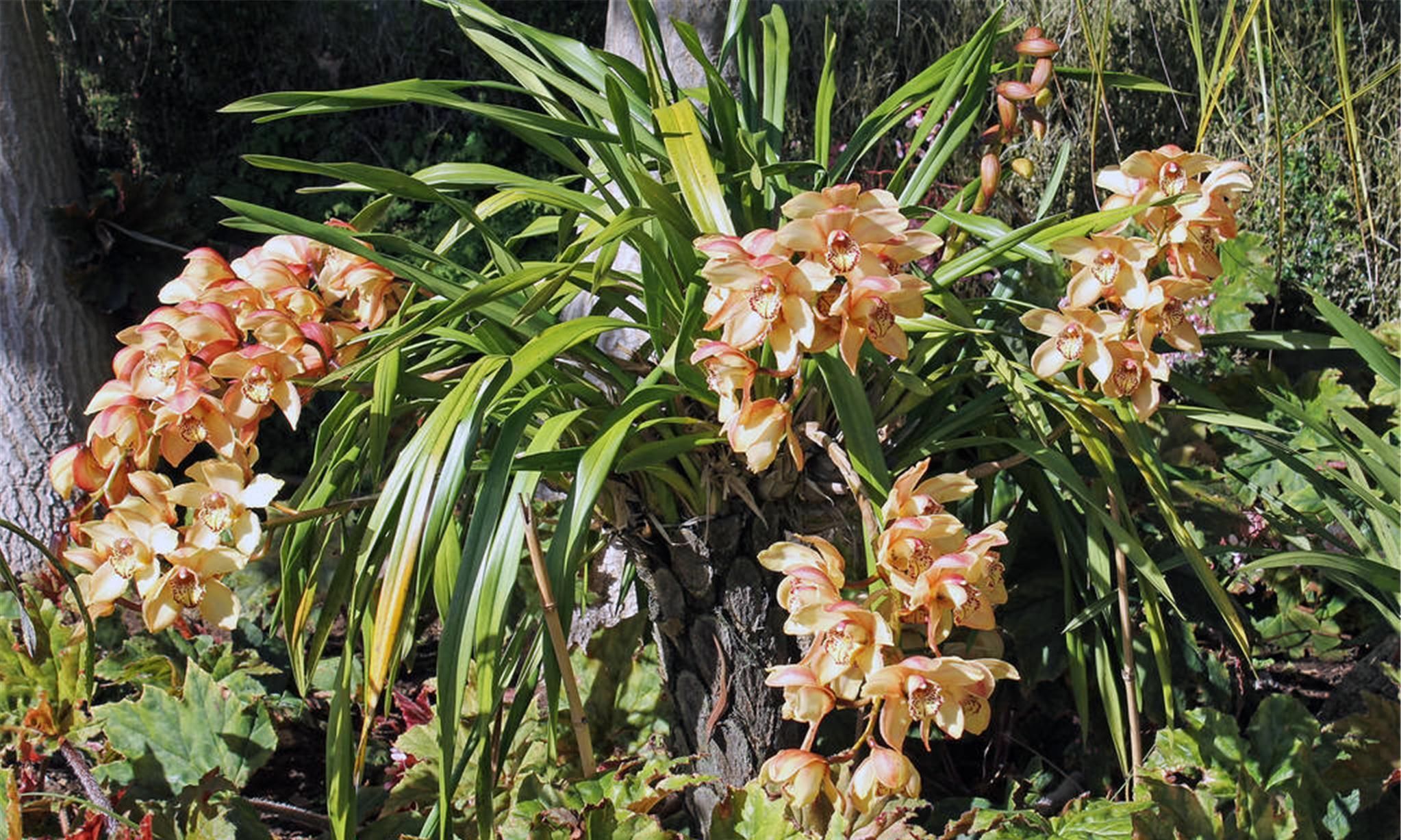 植料|养兰花、君子兰你还施肥吗在土里加它，比肥料长得还好