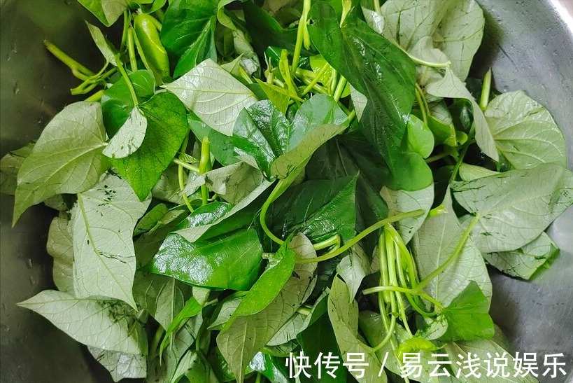 红薯|炒红薯叶，不能直接下锅炒，教你一招，红薯叶香嫩爽口，不发黑
