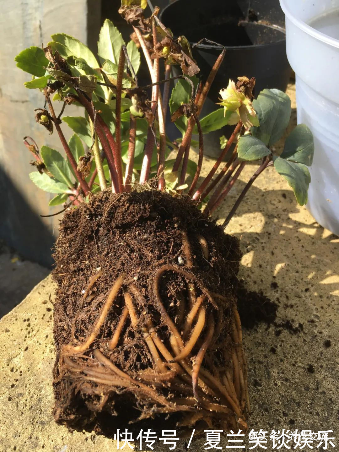 养护|6种特别怕热的花卉,度夏要多注意几点,夏天容易挂,养护要谨慎