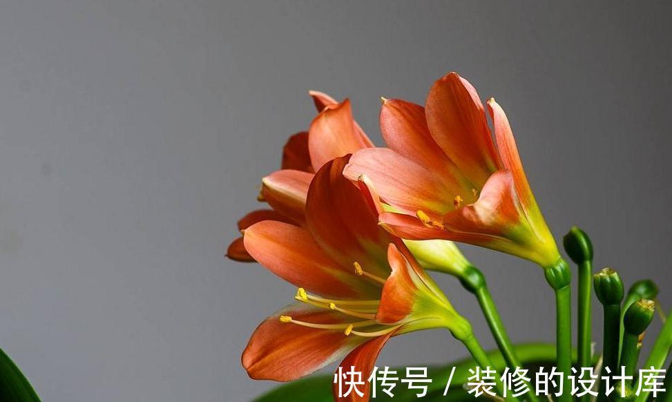 盆栽君子兰叶片长不大怎么回事，找到原因对症处理