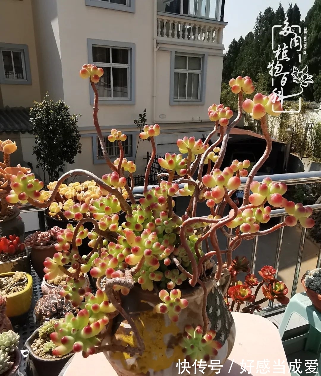 治愈之“肉”:愿所有的养肉人都被这些“胖子们”治愈