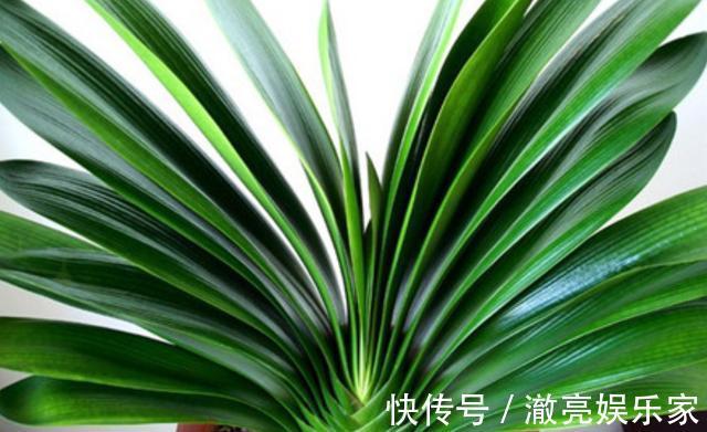 夏天给君子兰浇水有讲究,掌握几个技巧,不烂根,叶片绿