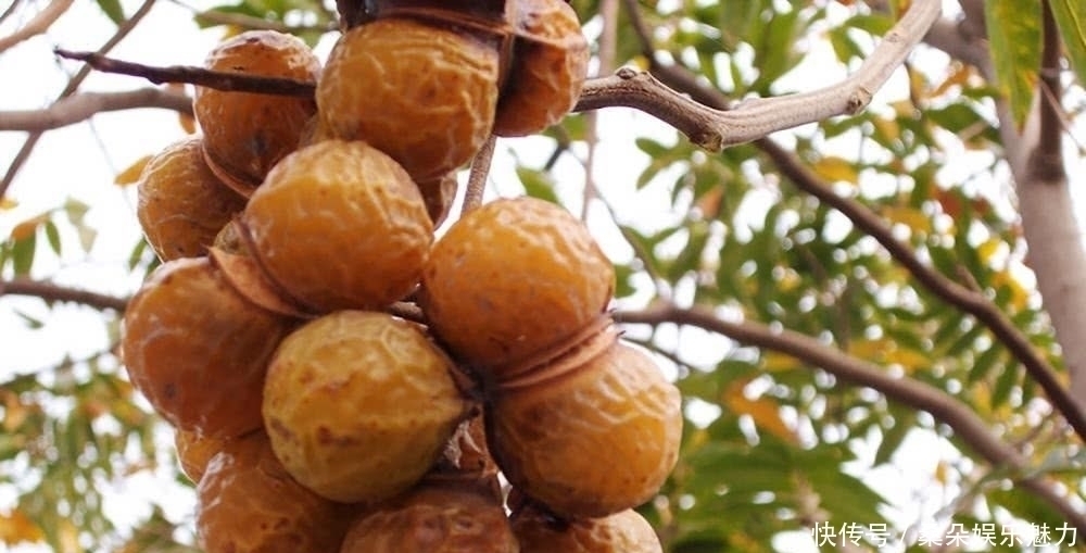 人称“鬼见愁”，长得酷似龙眼，果肉能当肥皂用，种子能做手链